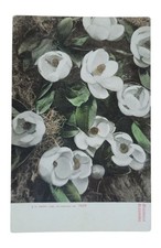 Antique E.C. Kropp Magnolia Blossoms Postcard No 1626 Unused M44 picture
