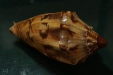 Cymbiola Cathcartiae 110.3 mm F++ Beautiful RUSTY COLOR pattern VOLUTE WOW picture