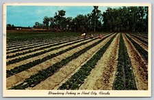 Postcard F 69, Strawberry Picking In Plant City, Florida picture