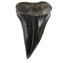 Fossil  Mako Shark Tooth Isurus hastalis  St Mary's River. Georgia USA EA9449 picture