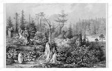 Sitka Alaska 1826 Forest Vegetation Lithograph Standard Postcard picture