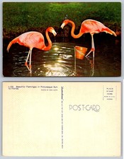 Vintage Lusterchrome Postcard: Beautiful Flamingos in Sunny Florida picture