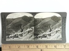 Shepherd & Flock Judea Palestine Stereoview Keystone View Co. 1910s Curved Mount picture