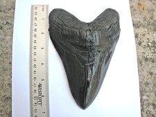 7 INCH LONG MEGALODON TOOTH REPLICA BIG FOSSIL GIANT RELIC TEETH HUGE SHARK NICE picture