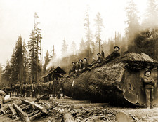 1905 Horse Team Hauling a Giant Log Washington Vintage Poster Photo 16x24 picture