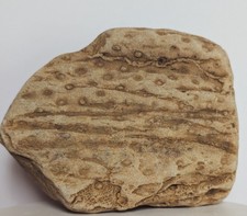 Beautiful Fossil Stigmaria Root Sandstone Southwestern Indiana picture