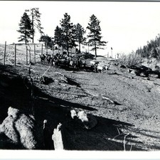 c1920s Denver CO Snapshot Photo Elk Deer Mountain Hillside Ar-Good Photo Co Vtg picture