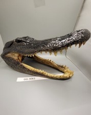 American Alligator Head From 7 Foot Louisiana Gator picture