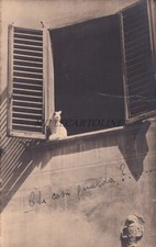 NOVARA - Cat at the Window, Photo Postcard 1943 picture