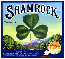 IRISH SHAMROCK~ORIGINAL 1930s PLACENTIA CALIFORNIA OLD ORANGE FRUIT CRATE LABEL picture