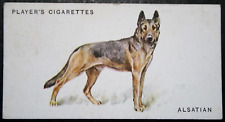 ALSATIAN   German Shepherd  Vintage 1931 Illustrated Dog Card  DD23M picture