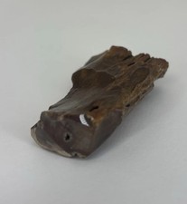 Opalized, Petrified Wood Lamb Cast Nevada Gem Office Or Cabin Display Piece A7 picture