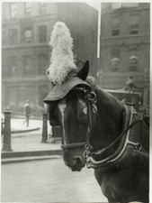 c.1920's PRESS PHOTO - HACKNEY CARRIAGE HORSE AND PLUME picture