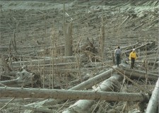 WA Mount St Helens 1980 Eruption Forest Destruction Postcard 1991 4x6 picture