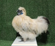 Cream & Gold Silkie Rooster Taxidermy Real Bird Mount picture