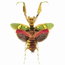 Creobroter gemmatus VERSO pink green praying mantis female Indonesia PACKAGED picture