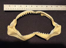 Bull Shark Jaw With Rows of  Sharp Teeth ~9