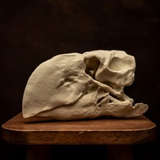 Gastornis Skull Replica Terror Bird Diatryma Museum Display Bird Skull 8 Inch picture