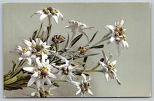 Vintage 1912 Edelweiss Flower Postcard Handwritten Austria picture