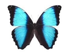 Morpho deidamia ONE REAL BUTTERFLY BLUE UNMOUNTED PAPERED WINGS CLOSED picture