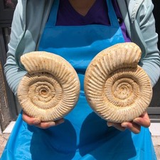 1450+1190g Natural ammonite fossil conch cluster crystal specimens healing picture