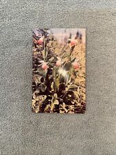 Postcard Minnesota State Flower The Moccasin Flower MN Vintage Circa Unposted picture