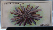 1928 W.D. & H.O. Wills Wonders of the Sea #32 Thick-Spined Sea-Urchin VG/EX picture