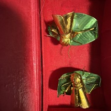 Chinese Fighting Crickets - In Vintage Silk Box picture