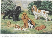 American Cocker Spaniel - CUSTOM MATTED - 1947 Vintage Color Dog Art Print picture