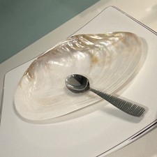 Large Natural Iridescent Pearly White Clam Shell Seashell Specimen picture