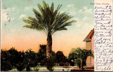 Date Palm  Tree Miami FL c1901 Postcard UDB picture