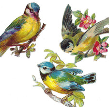 1888 Chromo decoupis, 3-Victorian BACKYARD BIRDS, Antique Die-Cut Scrap, 2-3