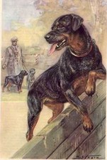 Rottweiler - CUSTOM MATTED - Dog Art Print - German / NEW U picture