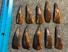 10 Original 1800's Drilled Buffalo Teeth Native American Indian Sioux picture