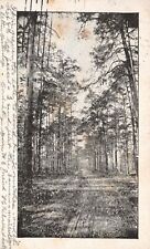 1904 Tall Trees Along Pathways Woods Forest Nature View Shades Vintage Postcard picture