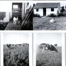x4 LOT c1940s Farm Goats Dairy Cattle Pasture Snapshot Photos Barn Livestock Vtg picture