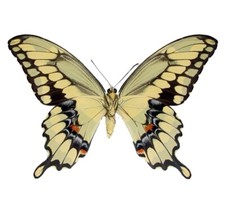 Papilio cresphontes VERSO giant swallowtail yellow black butterfly UNMOUNTED AZ picture