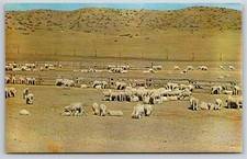 Animals~Air View Sheep Pastures On Western Plains~Vintage Postcard picture