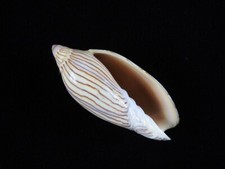 Sea shell Amoria ellioti 69mm ID#9036 picture