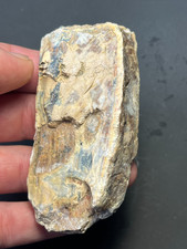Prehistoric Ice Age Mammal Tooth Partial Fossil Tooth Summerville, SC picture