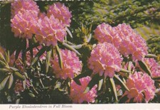 Purple Rhododendron in Full Bloom picture