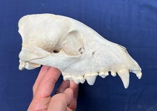 SPOTTED HYENA SKULL CROCUTA CROCUTA RARE picture