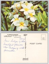 1978 Plumeria Blossoms Hawaii Postcard - Popular Lei Flower - Plastichrome picture