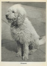 Poodle - 1934 Vintage German Dog Print - Matted picture