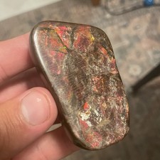 AMAZING AMMOLITE AMMONITE FOSSIL GEMSTONE CANADA DEEP RED 2.55 Oz picture