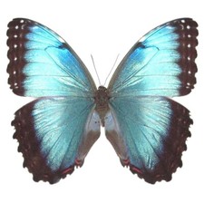 Morpho peleides FEMALE blue butterfly Costa Rica UNMOUNTED/WINGS CLOSED picture