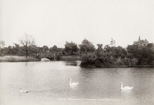 London Swan Pond Wandsworth Common Swans Lake Bridge Scenery Vtg. Photo 19thC. picture