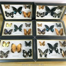 Pretty Butterfly Specimen PhotoFrame Artwork Home Decoration Teaching Collection picture