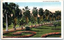 Postcard - An Avenue Of Palms - Florida picture