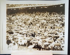 1936 US President Franklin D Roosevelt Speech Chicago Crowd 8x10 Photograph picture